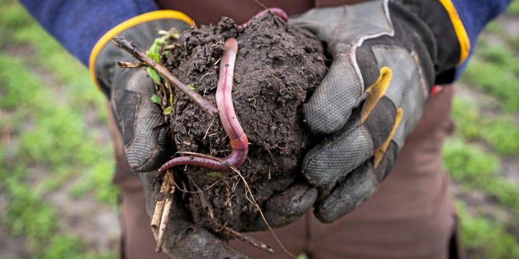 Specialutgåva: Lär dig mer om Conservation agriculture
