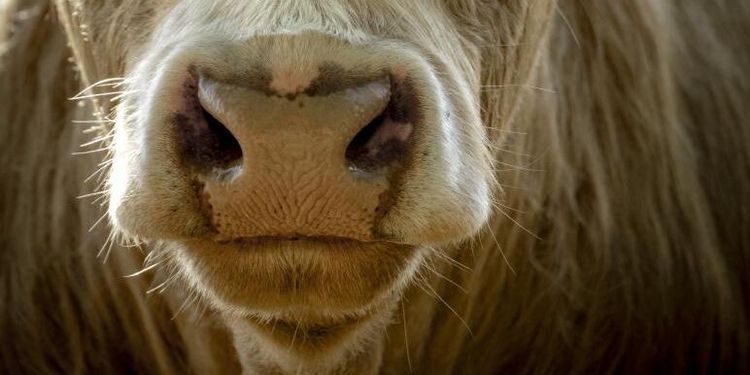 Lantbrukare åtalas för djurplågeri