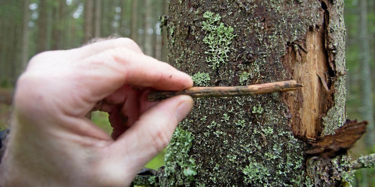 Blandade effekter av blandade skogar