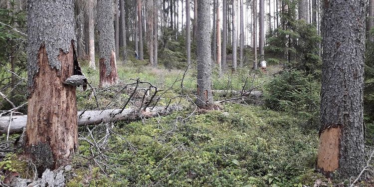Behövs skarpare verktyg för att begränsa barkborrens härjningar?