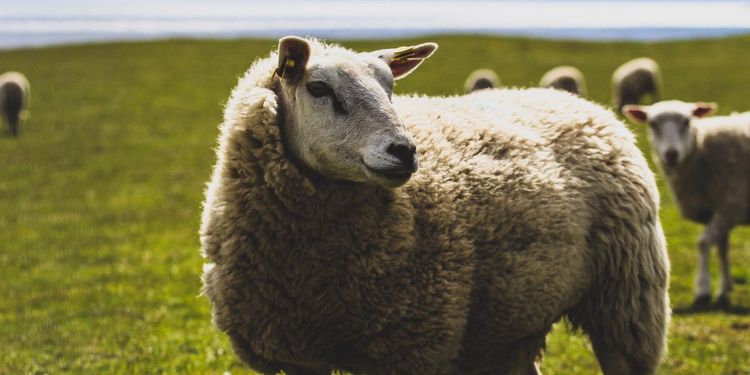 Räddade får - misstänktes för djurplågeri