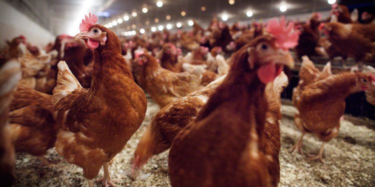 Nytt fall av fågelinfluensa – 18 000 höns avlivas