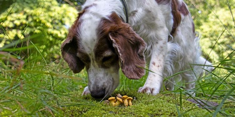Så lär du hunden leta svamp