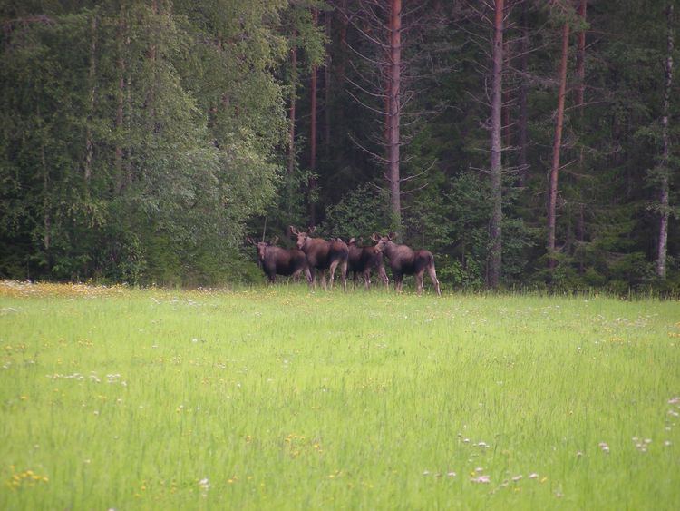 En grupp älgar står i ett skogsbryn.
