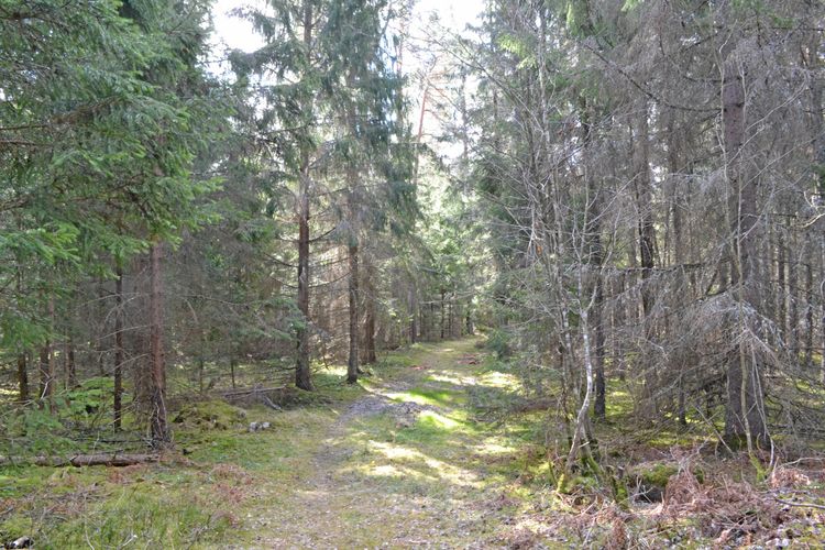 Skogsstyrelsen överklagar Kammarrättsdomen om ett uppmärksammat nyckelbiotopsfall i Norrtälje.