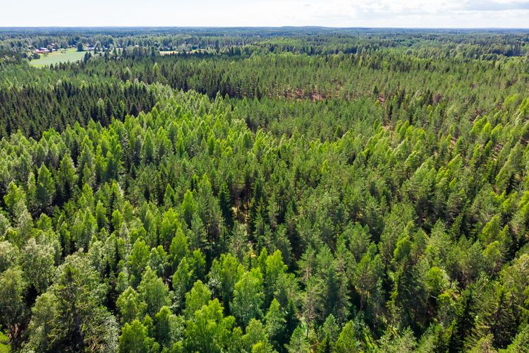 Av det finska virkesuttaget i fjol var 49 procent massaved, 36 procent timmer och 15 procent energived.