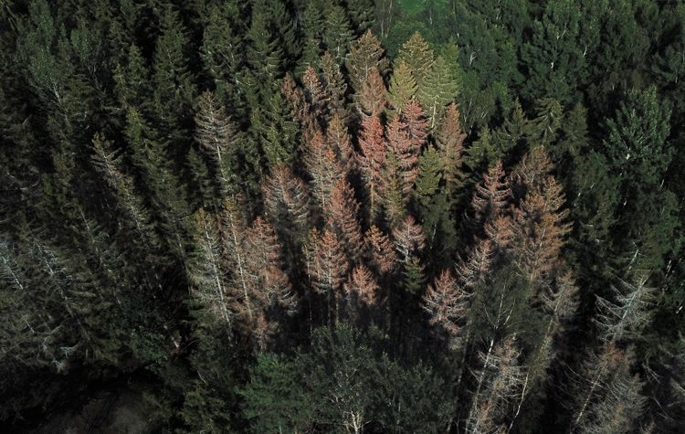 Drönarbild av granar som dödats av angrepp av granbarkborre