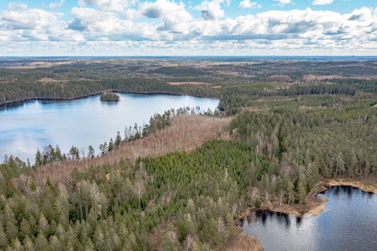 Skog vid sjö.