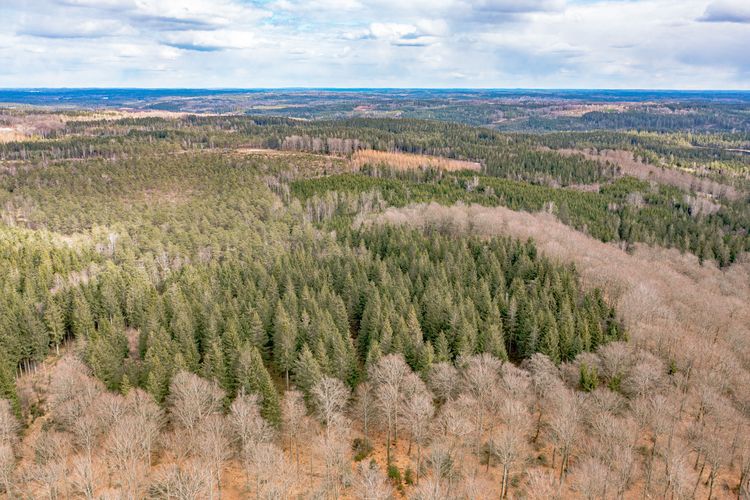 Skog.