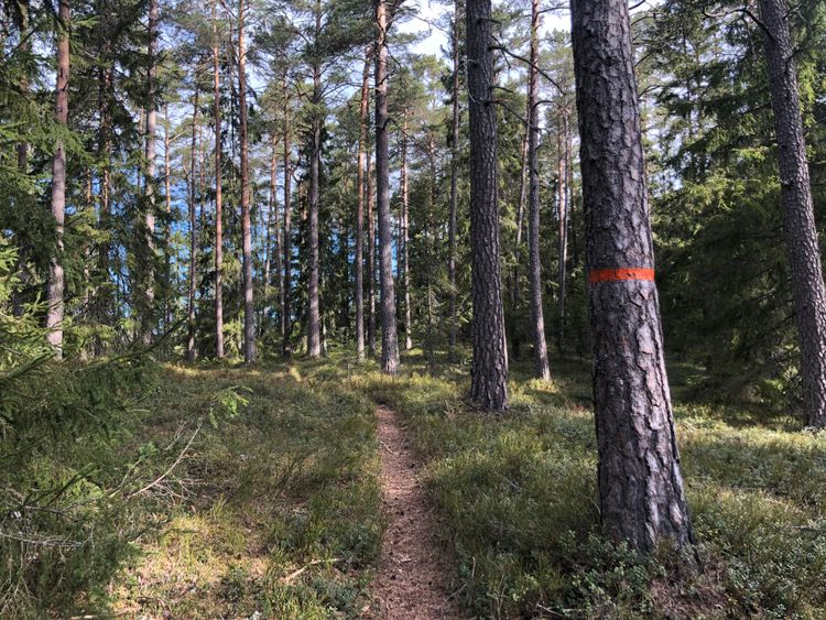 Stig i gammal skog.