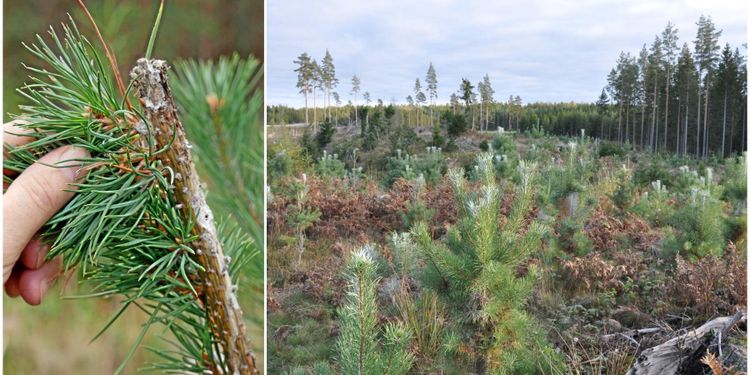 Viltbehandla rätt – och spara pengar