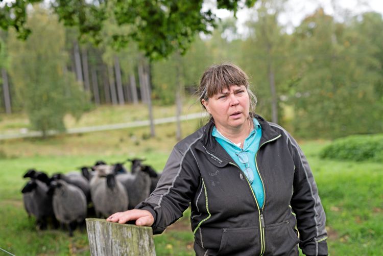 Gudrun Haglund-Eriksson ordförande för Svenska fåravelsförbundet, med en flock får.
