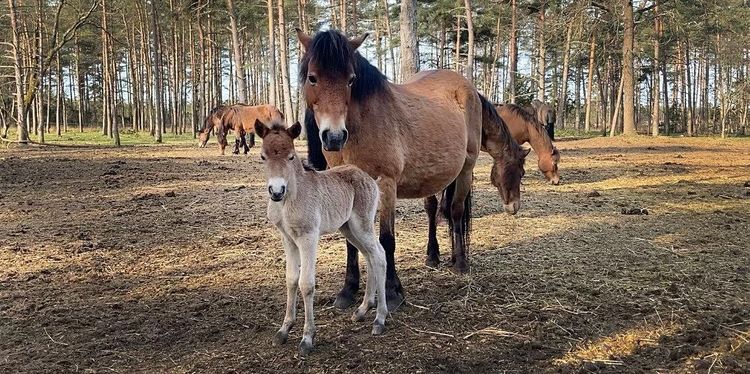 Årets första föl fött på Lojsta hed