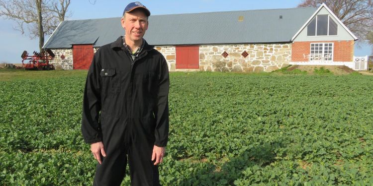 Klumprotsjuka tog rapsen – nu är lönsamheten tillbaka