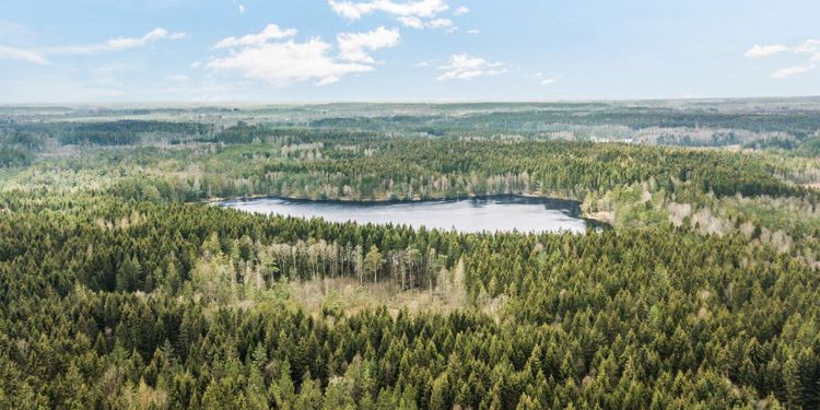 Stora Enso säljer 5 000 hektar skog i Halland