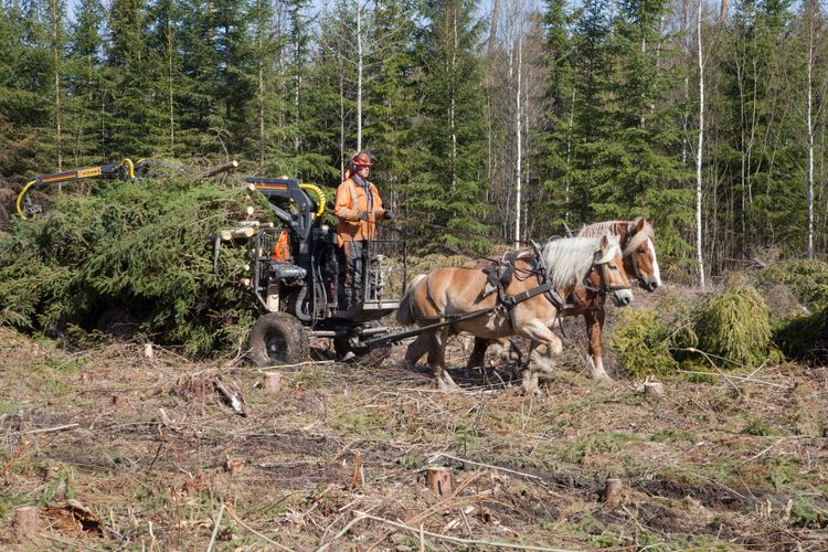 Nordsvenska hästar drar en vagn med träd i skogen.