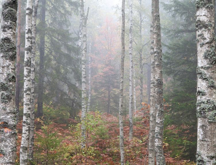 Blandskog