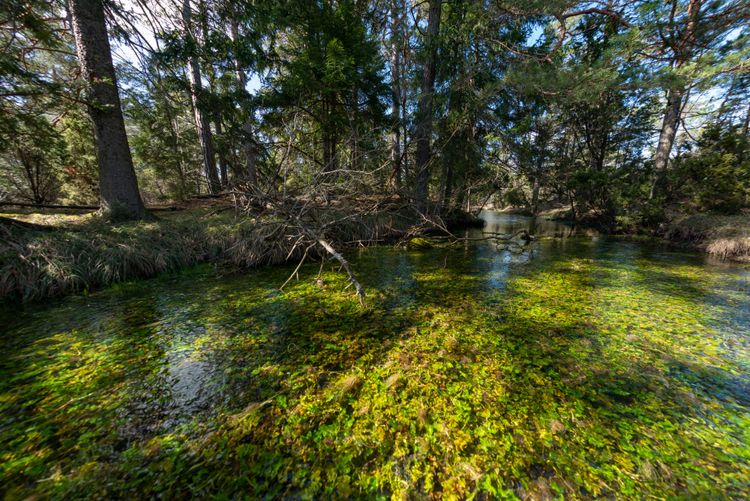 Källan Prosthulet, ett stort källflöde. Naturreservatet Kallgatburg, Hejnum, Gotland.