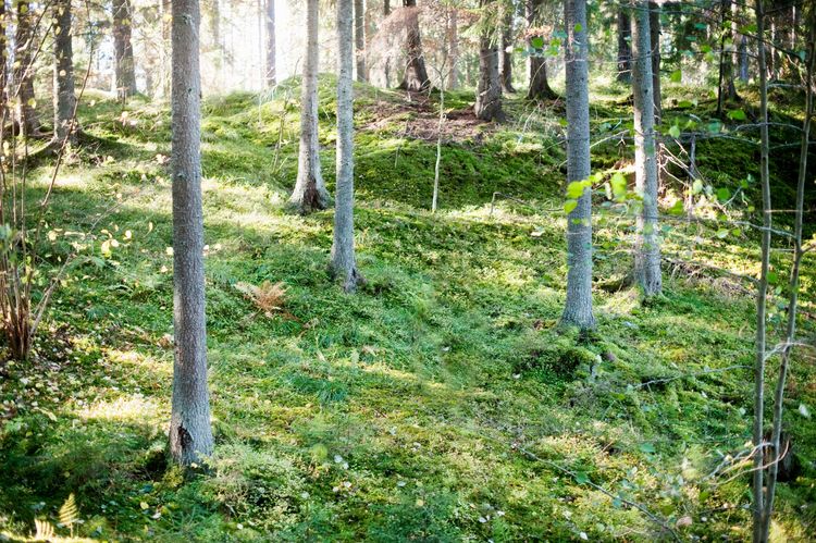Skog.