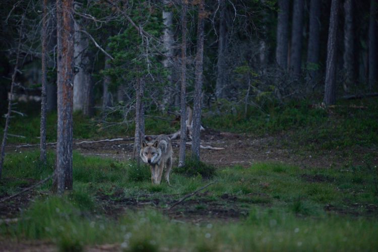 Varg i skogen.