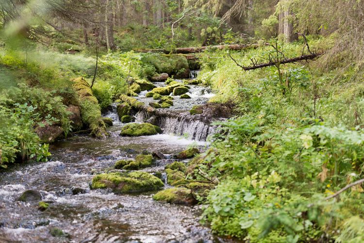 Bild på en skogsbäck.