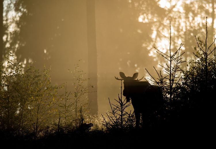 Älg i motljus.