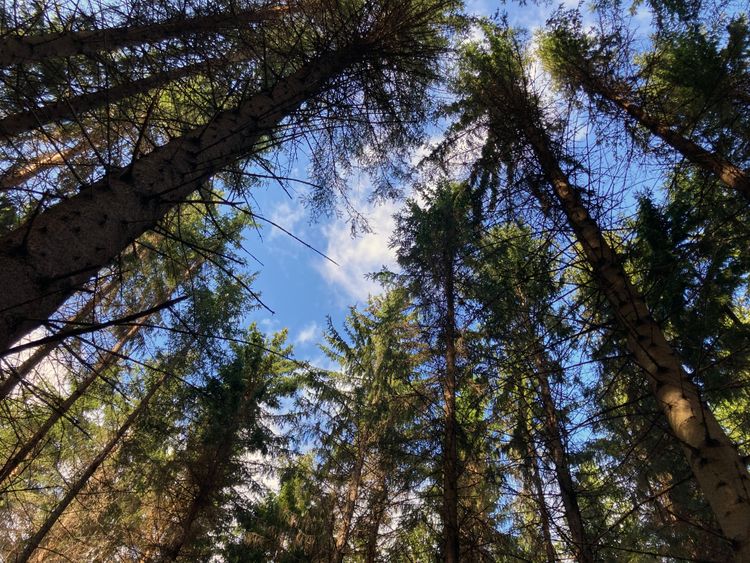 Vy upp mot en glugg blå himmel längst stammarna i en tät granskog.