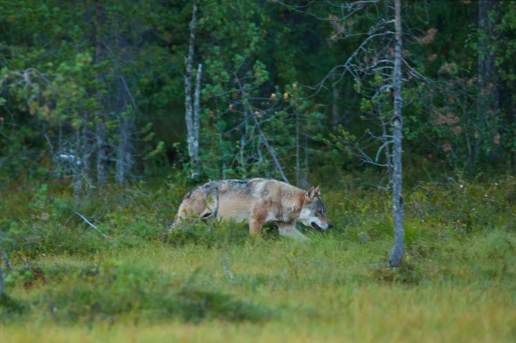 Varg i skogen.