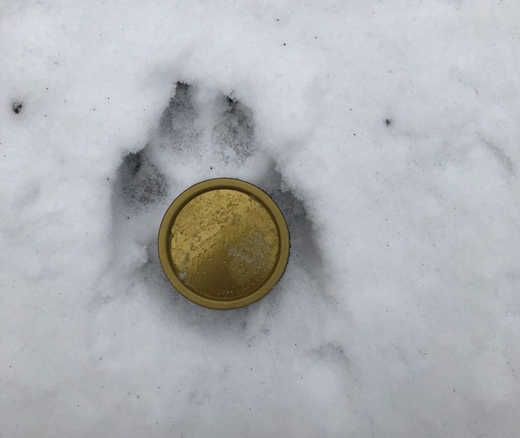 Vargspår i snön.