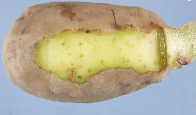 Potatis som drabbats av rotgallnematod.