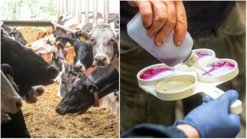 Få veterinärer vill arbeta med lantbrukets djur