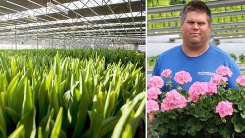 Växthusnäringen drabbas hårt av höga elpriser