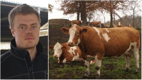 Avel lönar sig på ekologisk nötköttsgård