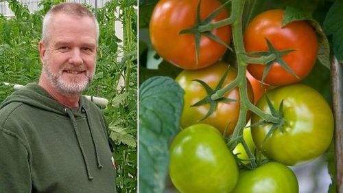 Satsning på vintertomater avbryts – elräkning på halv miljon