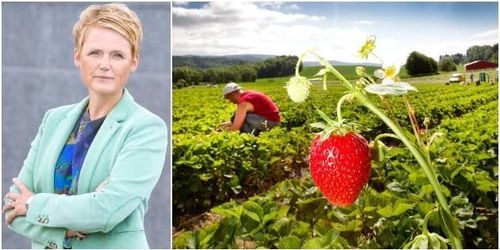 Förslaget: 8 000 permitterade kan få jobb i lantbruket