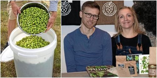 Allt fler bryggerier vill ha svensk humle