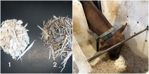 Korna äter flis och bark i nytt utfodringsförsök