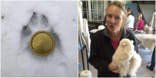 Varg i skånskt revir kopplas till två angrepp