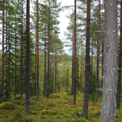 Skogsfastighet i Kårböle