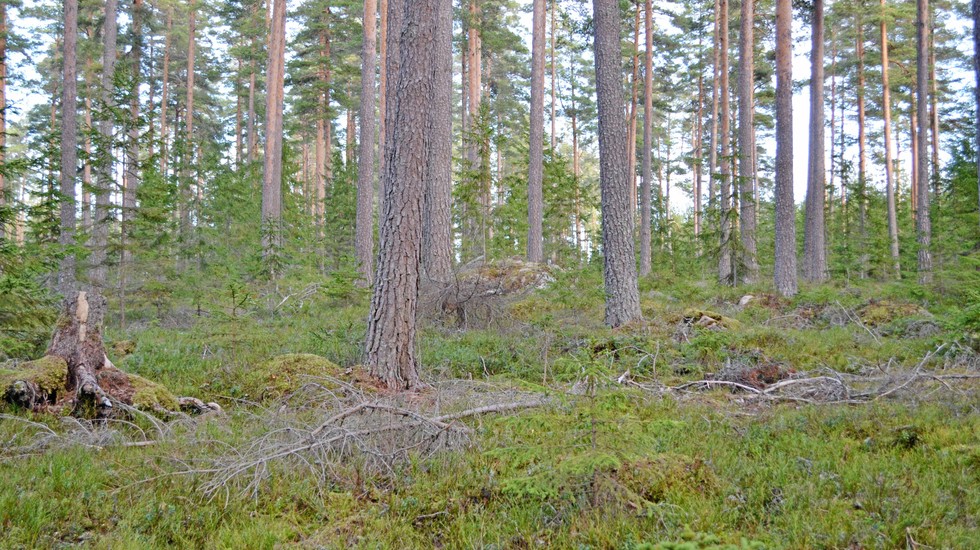 Hyggesfri blandskog – något att satsa på enligt debattören.