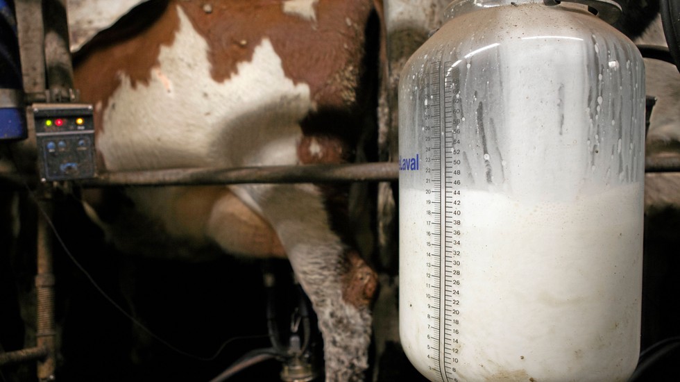 Svenska kor avkastar nu 10 417 kilo ECM per ko och år.