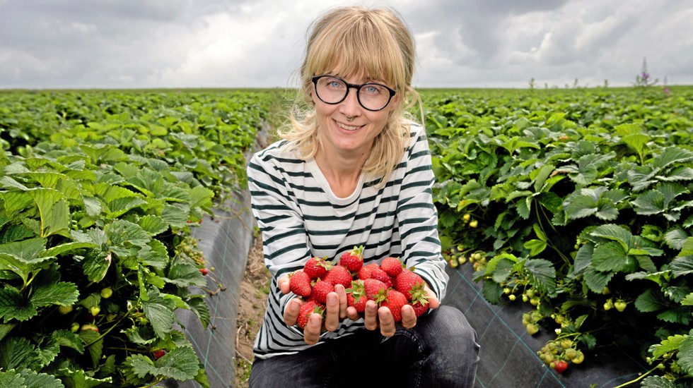 Lina Herbertsson, forskare vid Lunds universitet, har undersökt vad skillnaden är mellan jordgubbar som pollinerats ordentligt och sådana som inte har det.