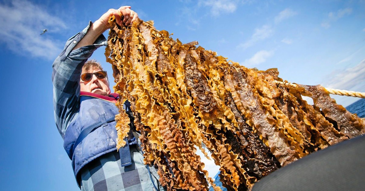 Porno nipellar chiqib turadi