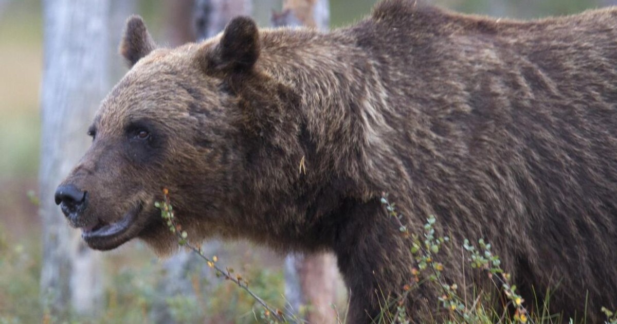 Björnjakten avlyst i delar av Dalarna LLB